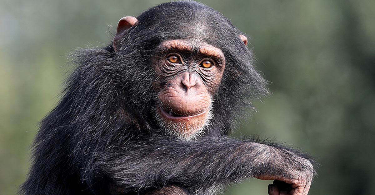 close up shot of chimpanzee (Pan troglodytes) in habitat