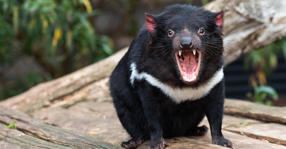 Tasmanian devil