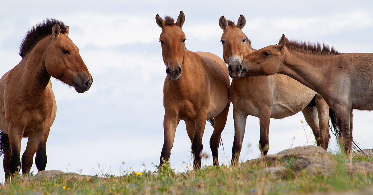 Wild Animal Species That Are Making A Strong Comeback From The Brink Of Extinction.