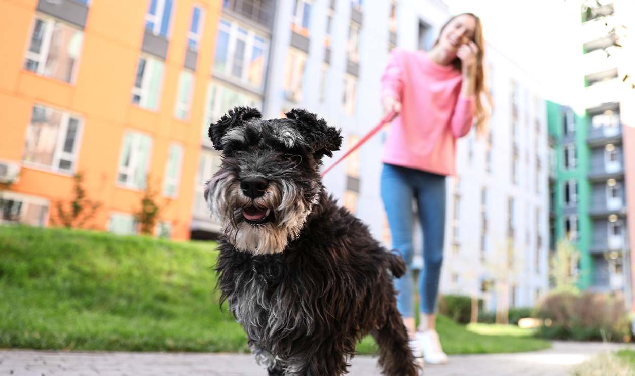 Ranking The Most Pet-Friendly Cities in America—According To Data