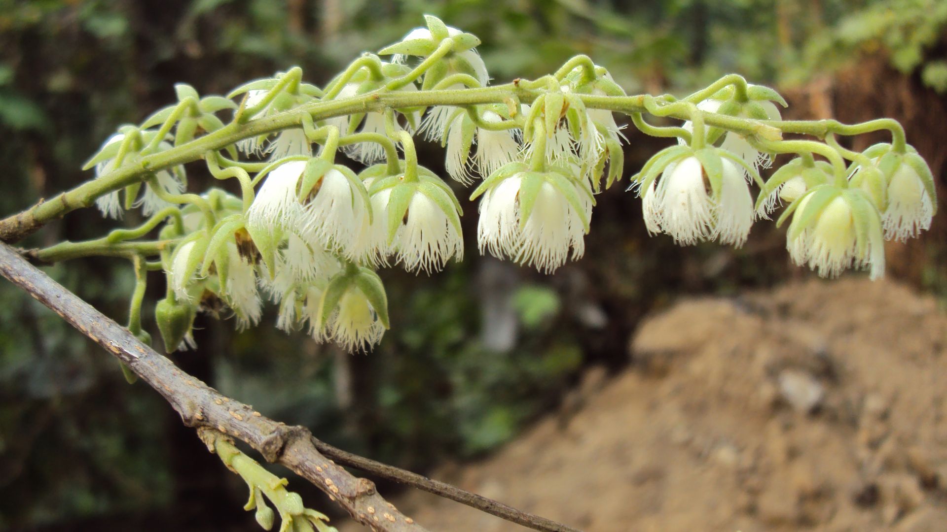These 25 Trees Are Now Hard To Find Or Gone For Good