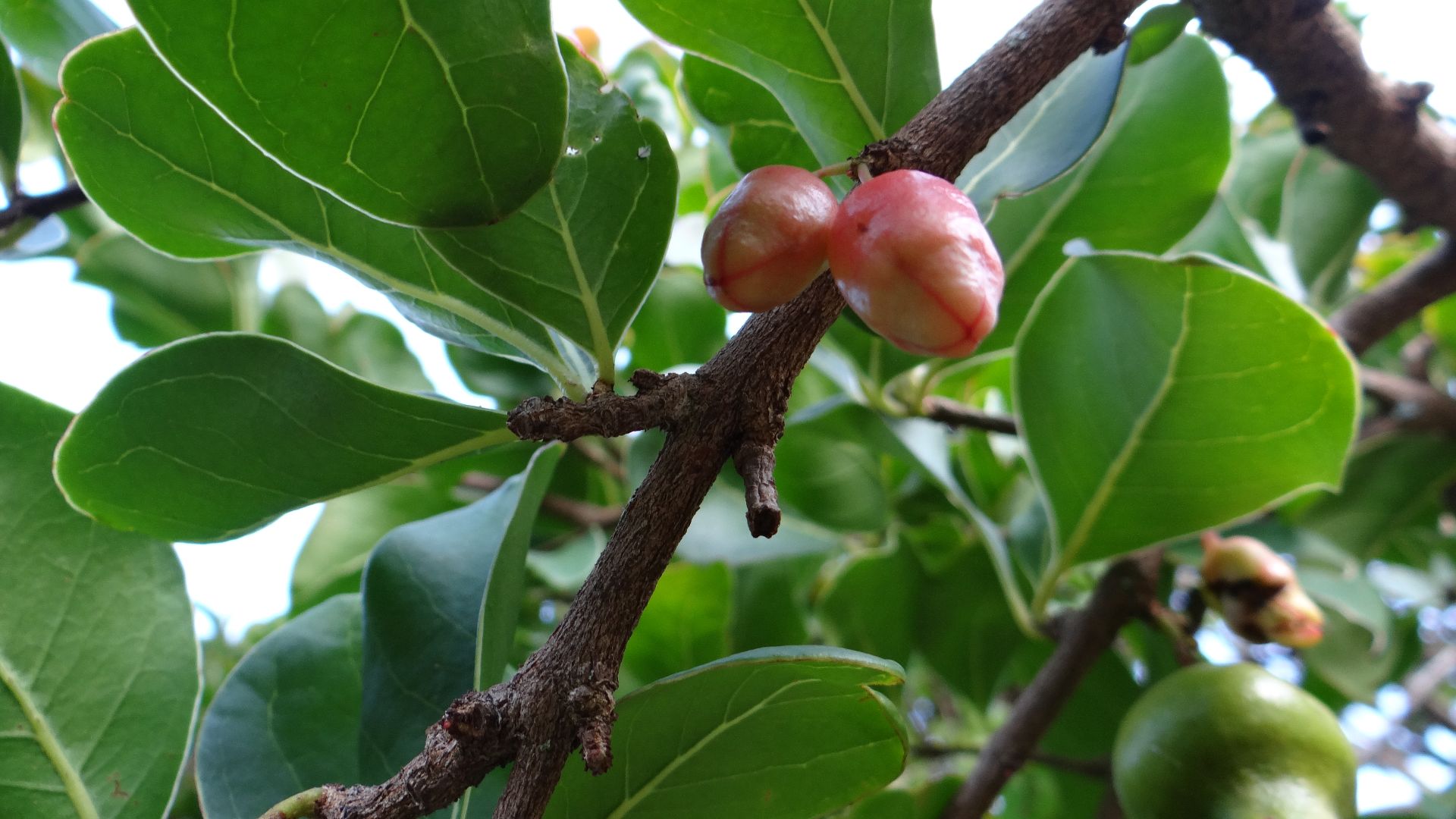 These 25 Trees Are Now Hard To Find Or Gone For Good