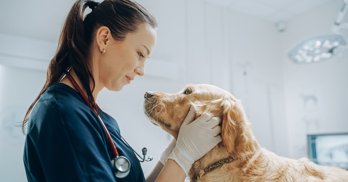 10 Dog Breeds That Owners Regret—And 10 That Professionals Recommend